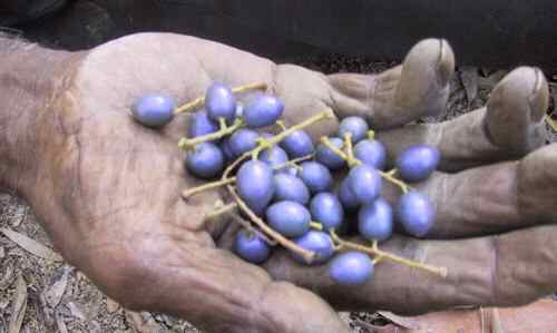 Quondon Fruit