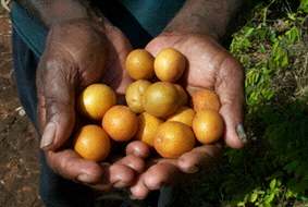 Nonda Fruit
