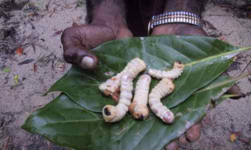 Wirchedy Grubs