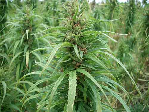 massive cannabis plant